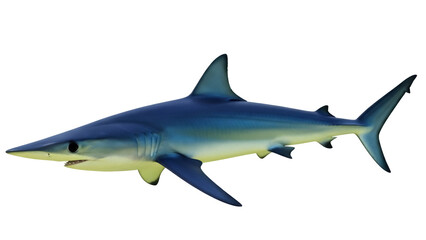 Obraz premium Isolated streamlined shark with distinct fins, predatory fish on display, sea predator