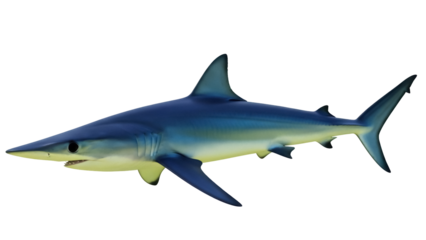 Isolated streamlined shark with distinct fins, predatory fish on display, sea predator