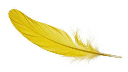 Isolated bright yellow feather, detailed bird plumage texture, light avian quill object © Natalia