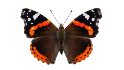 Isolated red admiral butterfly, beautiful wings with orange pattern, flying insect, Lepidoptera