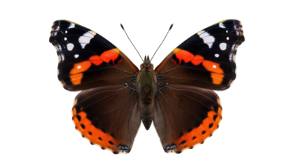Isolated red admiral butterfly, beautiful wings with orange pattern, flying insect, Lepidoptera