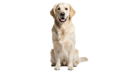 Isolated Golden Retriever sitting looking happy with its mouth open, front view © Natalia
