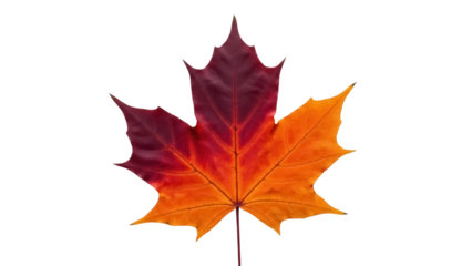 Isolated autumn maple leaf showing fall colors in burgundy red, orange, and yellow tones