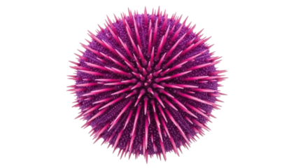 Isolated Pink-Spiked Sea Urchin, Marine Invertebrate, Echinoderm, Underwater Life, Pacific Ocean