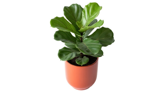 Isolated ficus lyrata houseplant growing in orange pot, indoor plant decoration object
