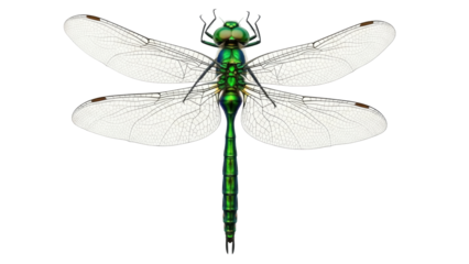 Isolated dragonfly illustration, insect with wings, beautiful exotic animal from nature