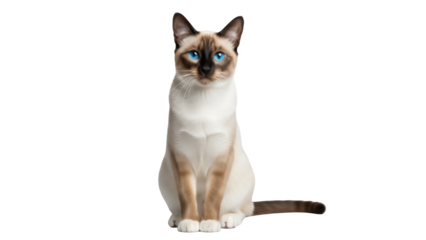 Isolated seal point Siamese cat with blue eyes is sitting and looking at the camera