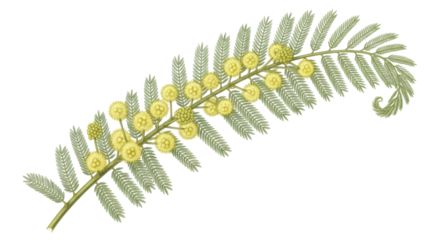 Isolated branch of mimosa with yellow flowers and leaves, flowering plant blossom, spring