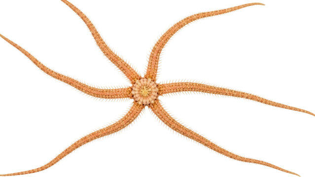 Isolated Brittle Star, Ophiuroidea with Radial Symmetry, a Benthic Sea Dweller on No Background