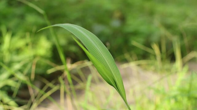 Real time footage of Setaria palmifolia or Palm Grass swaying in the wind