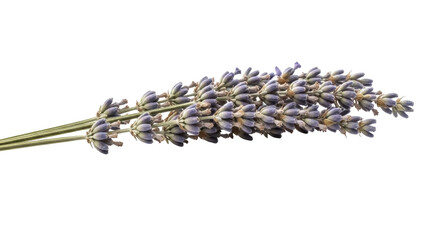 Isolated lavender flower branch arrangement with purple blossoms, studio shot of aromatic plant