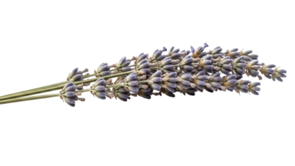 Isolated lavender flower branch arrangement with purple blossoms, studio shot of aromatic plant