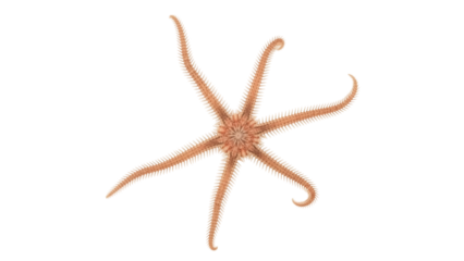 Isolated brittle star featuring many arms and spikes, with a central disc and radial symmetry