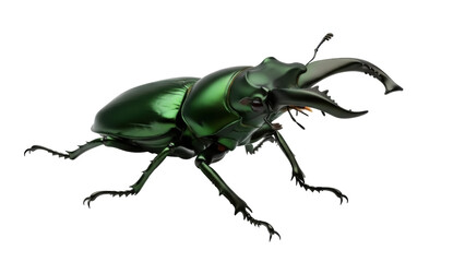 Isolated Lucanidae stag beetle with sharp jaws, formidable insect with shiny green armor