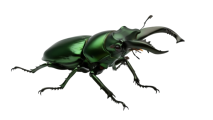 Isolated Lucanidae stag beetle with sharp jaws, formidable insect with shiny green armor
