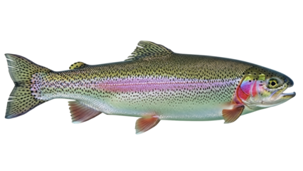 Isolated rainbow trout, a colorful freshwater fish with iridescent coloration, profile view