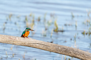 Common Kingfisher Perched on a Wooden Branch Over Water