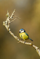 Obraz premium herrerillo comun en el bosque