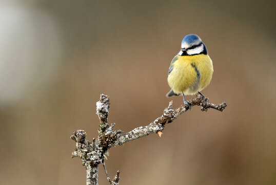herrerillo comun en el bosque