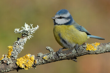 Obraz premium herrerillo comun en el bosque