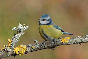 Obraz premium herrerillo comun en el bosque