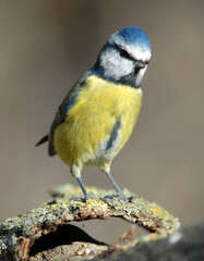 Fototapeta premium herrerillo comun en el bosque