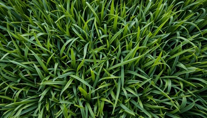 Fototapeta premium Fresh Green Grass Background with Natural Texture for Spring Summer Nature Design and Eco Themed Projects
