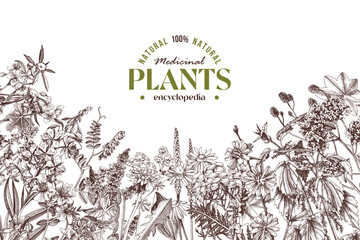 Medicinal plants vector background in retro style © Marina Gorskaya