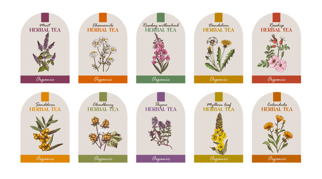Herbal tea vector labels collection