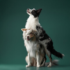Two border collies stand on their hind legs in a balancing stance, facing each other. The dark green background enhances the lighting on their fur.