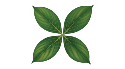 Green leaves arranged in a four-leaf clover pattern isolated on a transparent background