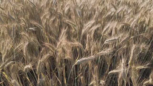 Dry yellow barley field from above on a sunny summer day. Close-up pull back of a cereal field in backlight. Barley grain is used for flour, bread, beer, some whiskeys, vodkas and animal fodder.