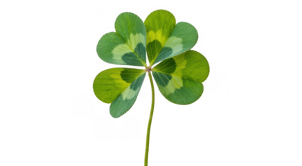 Green Four Leaf Clover plant isolated on a transparent background