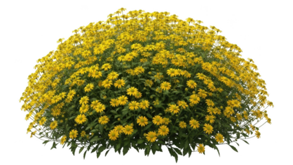 Vibrant yellow chrysanthemum bloom isolated on transparent background