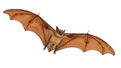 Isolated flying bat, mammal animal with large wings for Halloween celebration, nocturnal wildlife