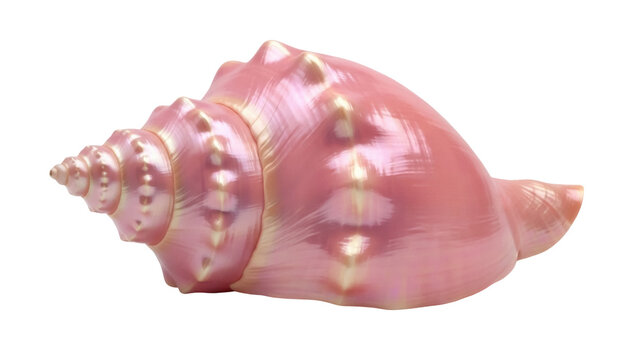 Isolated Pink Shell, Conch Shell, Sea Life, Natural Marine Object, Shiny, Sea, Tropical, Ocean
