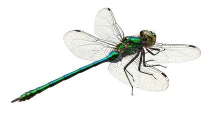 Isolated iridescent emerald dragonfly insect on a plain surface in side view studio shot