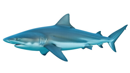 Fototapeta premium Isolated Oceanic Whitetip Shark Profile Close-up View Powerful Underwater Predatory Fish