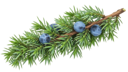 Isolated Juniper branch with blue berries, conifer needles, evergreen foliage and branch