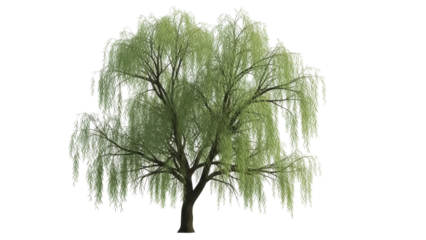 Isolated weeping willow tree with drooping branches and green foliage, nature design