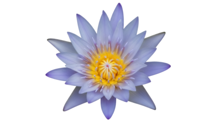 Isolated bright water lily floating in the sunshine of a summers day with pale blue petals