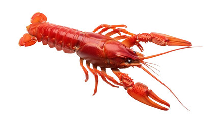 Isolated red crawfish or crayfish ready for Cajun boil or other culinary preparation