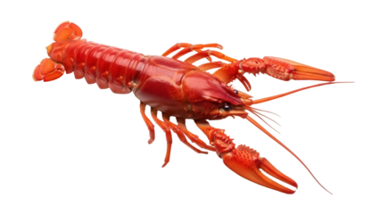 Isolated red crawfish or crayfish ready for Cajun boil or other culinary preparation