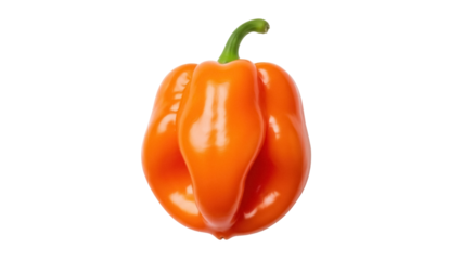 Isolated orange scotch bonnet pepper, a hot fruit that is popular in Caribbean cuisine