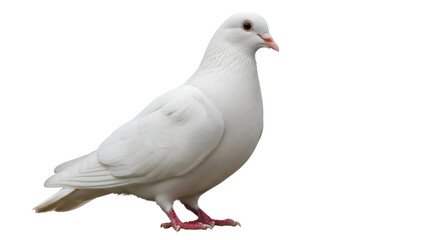 Isolated white dove bird, symbol of hope and peace, grace and beauty in flight or at rest
