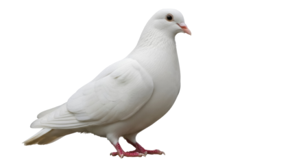 Isolated white dove bird, symbol of hope and peace, grace and beauty in flight or at rest
