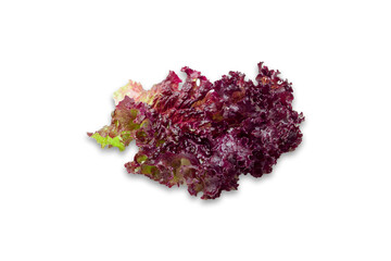 Frash, red Lettuce on white background. High quality photo.