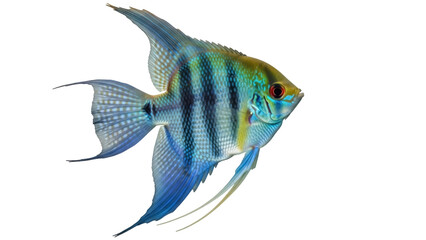 Isolated angelfish swimming, blue striped fish, exotic freshwater aquarium pet, Pterophyllum scalare © Maria
