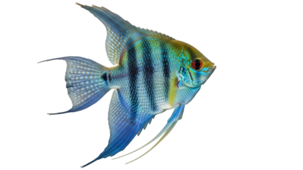 Isolated angelfish swimming, blue striped fish, exotic freshwater aquarium pet, Pterophyllum scalare