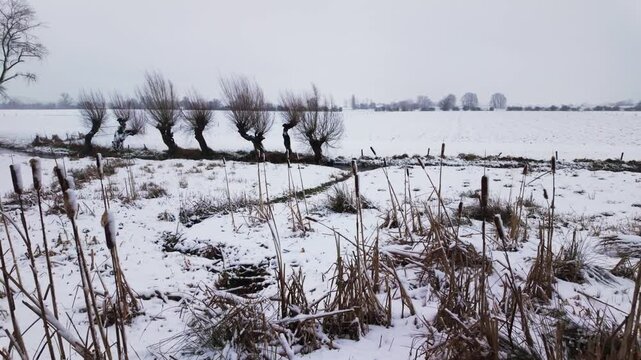 Traditional Dutch winter landscape with row of pollard willow trees. Snow covered meadow and frozen ditch with reeds in foreground. Rural countryside scenery in the Netherlands during freezing weather